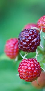 Grass,Leaves,Raspberry,Berries,Macro,Branch