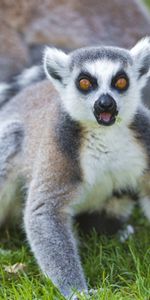 Grass,Lemurs,Animals,Family