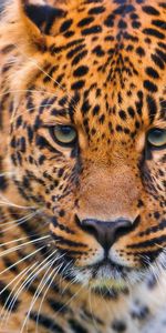 Animales,Hierba,Bozal,Depredador,Gato Grande,Leopardo