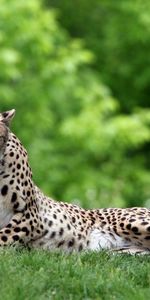 Animales,Hierba,Pareja,Par,Tumbarse,Mentir,Leopardo