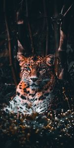 Animales,Hierba,Depredador,Gato Grande,Visión,Leopardo,Opinión