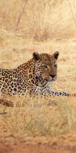 Herbe,Léopard,Se Reposer,Animaux,Relaxation,Afrique