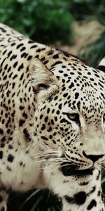 Grass,Leopard,Spotted,Spotty,Stroll,Big Cat,Animals