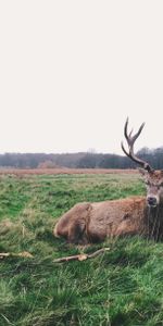 Grass,Lies,Deer,Horns,Animals