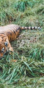 Grass,Lies,Predator,Tiger,Tiger Cub,Animals