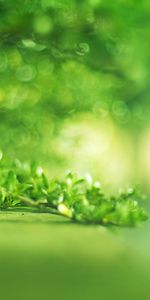 Grass,Light,Background,Light Coloured,Leaves,Macro