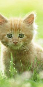 Grass,Light,Kitty,Stroll,Animals,Shine,Kitten