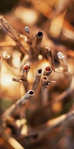 Grass,Light,Light Coloured,Dry,Sticks,Macro,Stick