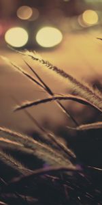 Grass,Lights,Macro,Glare