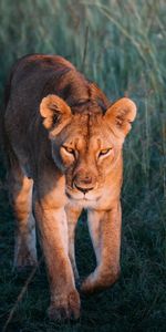 Herbe,Flâner,Lionne,Promenade,Animaux,Prédateur,Un Lion,Lion