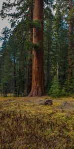 Enregistrer,Rapport,Herbe,Nature,Forêt,Arbres