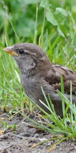 Grass,Macro,Bird,Sparrow,Greens,Ptah,Hid,Animals,Birds