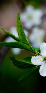 Herbe,Floraison,Macro,Source,Fleur,Printemps