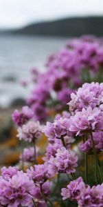 Grass,Macro,Bloom,Flowering,Flowers