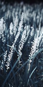 Grass,Macro,Bloom,Flowering,Plants