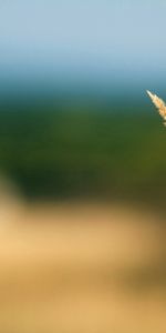 Grass,Macro,Blur,Smooth,Background,Plant