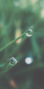 Herbe,Drops,Lisse,Macro,Rosée,Flou