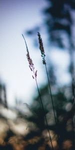 Grass,Macro,Blur,Smooth,Ears,Spikes