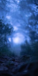 Grass,Macro,Blur,Smooth,Fog