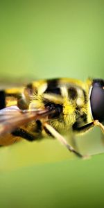 Grass,Macro,Blur,Smooth,Insect,Bee