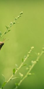 Grass,Macro,Blur,Smooth,Insect,Grasshopper