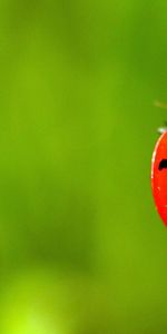 Grass,Macro,Blur,Smooth,Ladybug,Ladybird,Spots,Stains