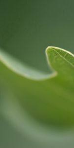 Planter,Herbe,Lisse,Plante,Macro,Flou