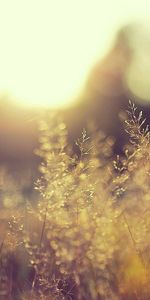 Grass,Macro,Blur,Smooth,Shadow,Background