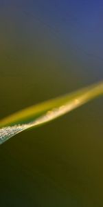 Grass,Macro,Blur,Smooth,Sheet,Leaf