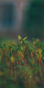 Germer,Herbe,Macro,Lisse,Flou