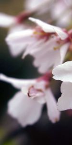 Grass,Macro,Branch,Bloom,Flowering,Leaves