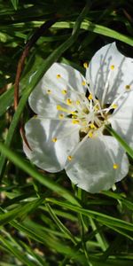 Grass,Macro,Branch,Cherry,Flower,Spring