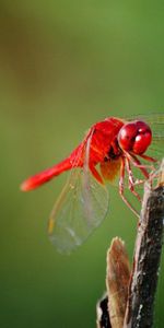 Grass,Macro,Branch,Dragonfly,Wings