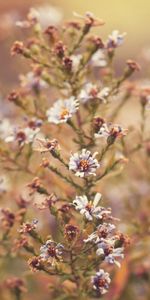 Grass,Macro,Branch,Flowers,Background