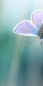 Grass,Macro,Branch,Greased,Smeared,Glare,Butterfly