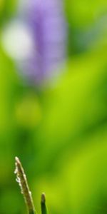 Grass,Macro,Branch,Insect,Flight