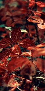 Grass,Macro,Branch,Veins,Leaves