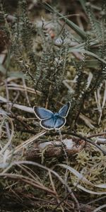 Grass,Macro,Branches,Butterfly