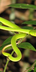 Grass,Macro,Bright,Leaves,Snake