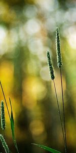 Grass,Macro,Bright,Shallow,Small