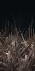 Grass,Macro,Brown,Dry