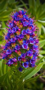 Grass,Macro,Bud,Exotic Flower