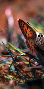 Grass,Macro,Butterfly