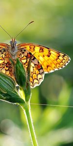 Grass,Macro,Butterfly,Plant