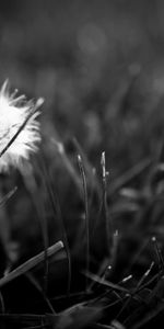 Grass,Macro,Bw,Dandelion,Dark,Chb,Fuzz,Fluff