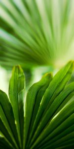 Grass,Macro,Carved