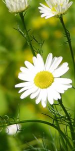 Grass,Macro,Chamomile,Leaves,Petals,Camomile