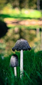 Grass,Macro,Close Up,Mashrooms