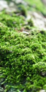 Grass,Macro,Close Up,Moss