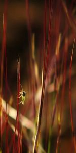 Herbe,Macro,Couleur,Insectes,Sombre